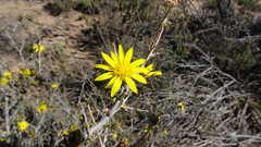 Osteospermum spinescens