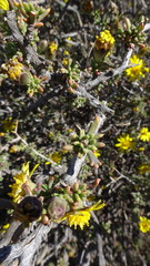 Osteospermum spinescens