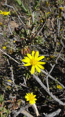 Osteospermum spinescens