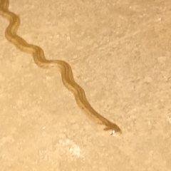 Oligodon fasciolatus