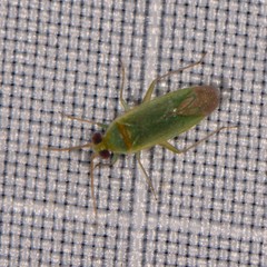 Orthotylus