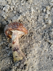 Fungi