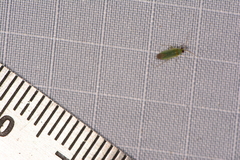 Orthotylus