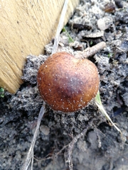 Fungi