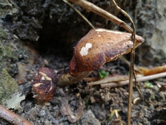 Fungi