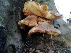 Fungi