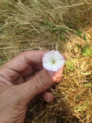 Convolvulus arvensis