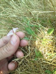Convolvulus arvensis