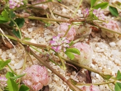 Trifolium tomentosum