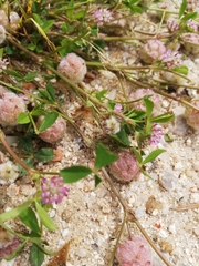 Trifolium tomentosum