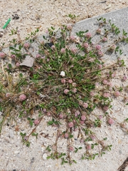 Trifolium tomentosum