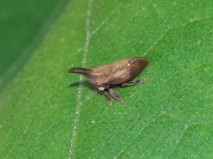 Enchenopa gracilis