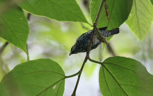 Beryl-spangled Tanager (Tangara nigroviridis), photo 10