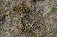Anthopleura handi
