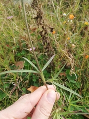 Trifolium angustifolium