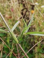 Trifolium angustifolium