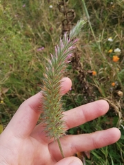 Trifolium angustifolium