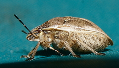 Homaemus