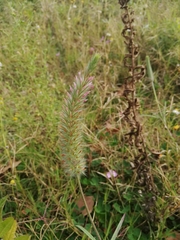 Trifolium angustifolium