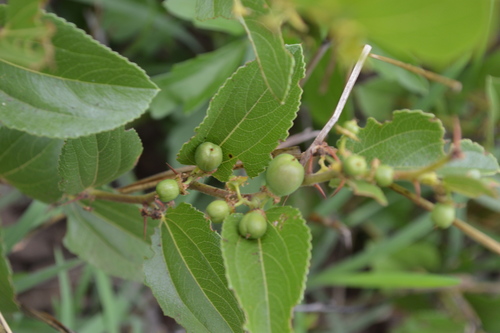 Image of Ziziphus zeyheriana by (c) Hildegard Klein, some rights reserved (CC BY)