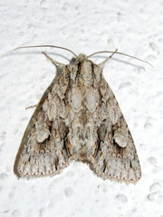 Meganephria bimaculosa