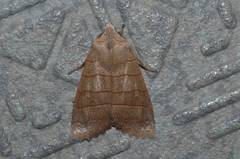 Eupsilia quadrilinea