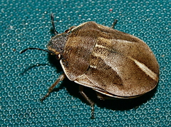 Homaemus