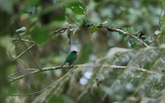 Chlorornis riefferii