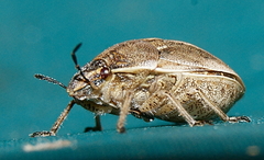 Homaemus