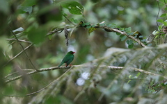 Chlorornis riefferii