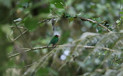 Chlorornis riefferii