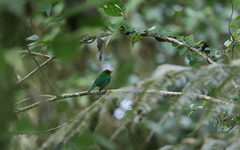 Chlorornis riefferii