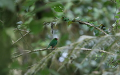Chlorornis riefferii