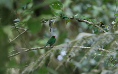 Chlorornis riefferii