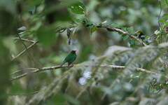 Chlorornis riefferii