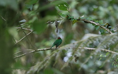 Chlorornis riefferii