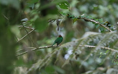 Chlorornis riefferii