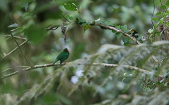 Chlorornis riefferii