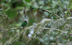Chlorornis riefferii