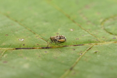 Dicranotropis hamata