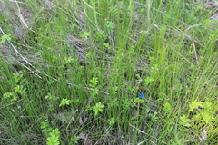 Eleocharis kamtschatica