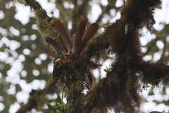 Pseudocolaptes boissonneautii