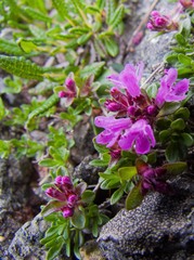 Thymus talijevii paucifolius