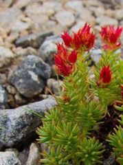 Rhodiola quadrifida