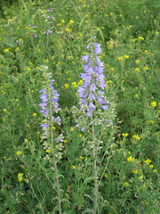 Campanula bononiensis