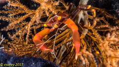 Quadrella maculosa