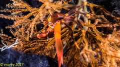 Quadrella maculosa