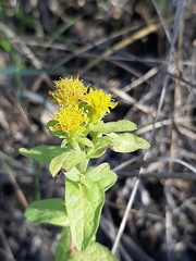 Pentanema squarrosum