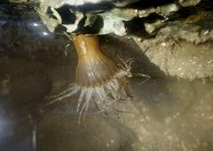 Anthopleura handi