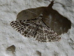 Alucita grammodactyla